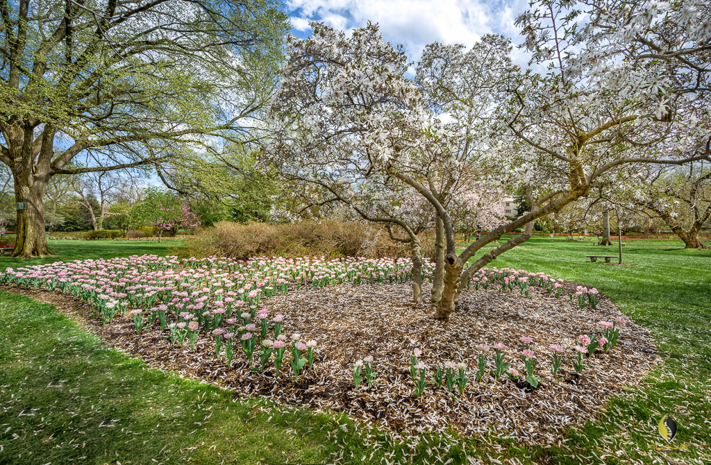 Sherwood Gardens -- Fallen Cherry Blossoms
